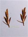   Spikelets (4 flowered)